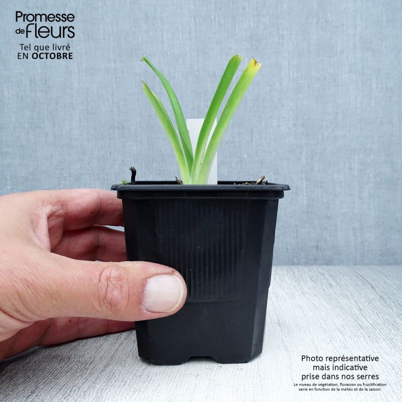 Exemplaar van Hemerocallis Iron Gate Glacier - Daglelie Kweekpotje van 8/9 cm zoals geleverd in de herfst