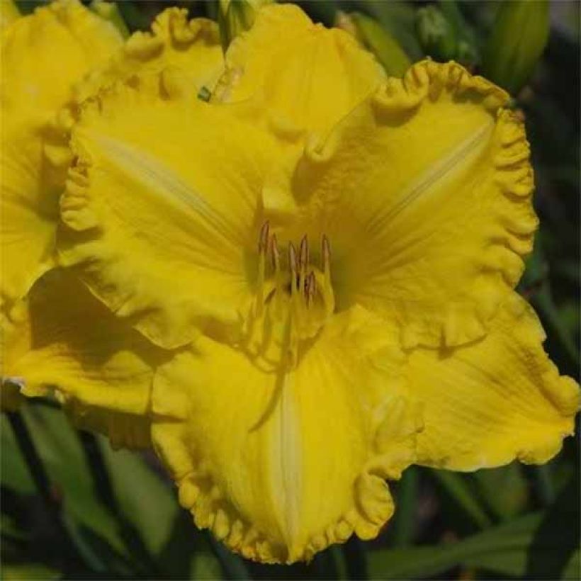 Hemerocallis Isle of Capri - Daglelie (Bloei)