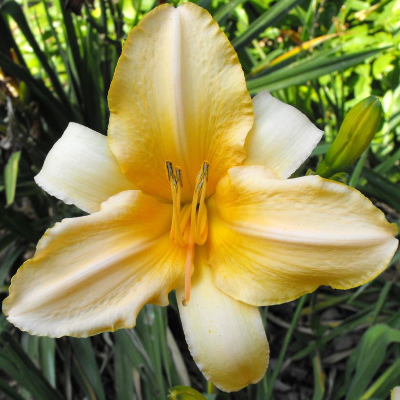 Hemerocallis Ivory Marble - Daglelie (Bloei)