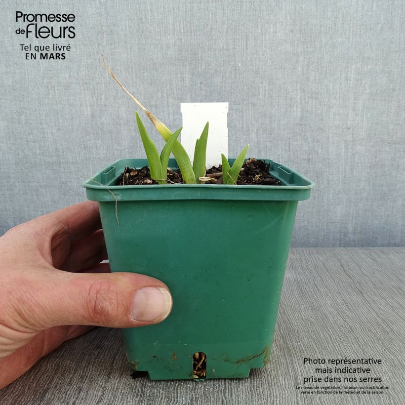 Example of Hémérocalle Janice Brown - Lis d'un jour rose Pot van 1 l/1,5 l as you get in hiver