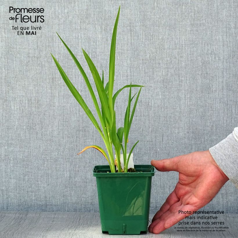 Exemplaar van Hemerocallis Janice Brown - Daglelie Pot van 1 l/1,5 l zoals geleverd in de lente