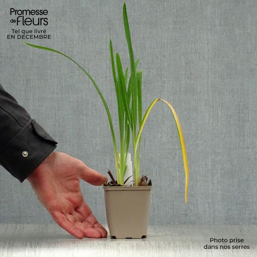 Example of Hémérocalle Joan Senior - Lis d'un jour blanc crème Kweekpotje van 8/9 cm as you get in hiver