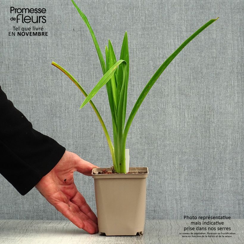 Exemplaar van Hemerocallis Joan Senior - Daglelie Kweekpotje van 8/9 cm zoals geleverd in de herfst
