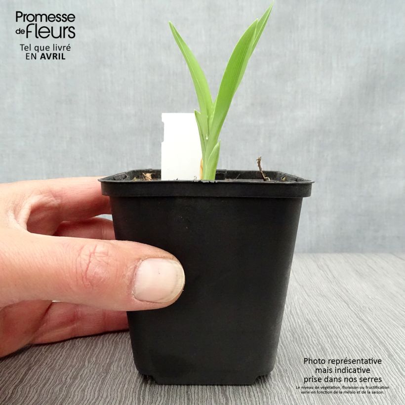 Exemplaar van Hemerocallis Joan Senior - Daglelie Kweekpotje van 8/9 cm zoals geleverd in de lente