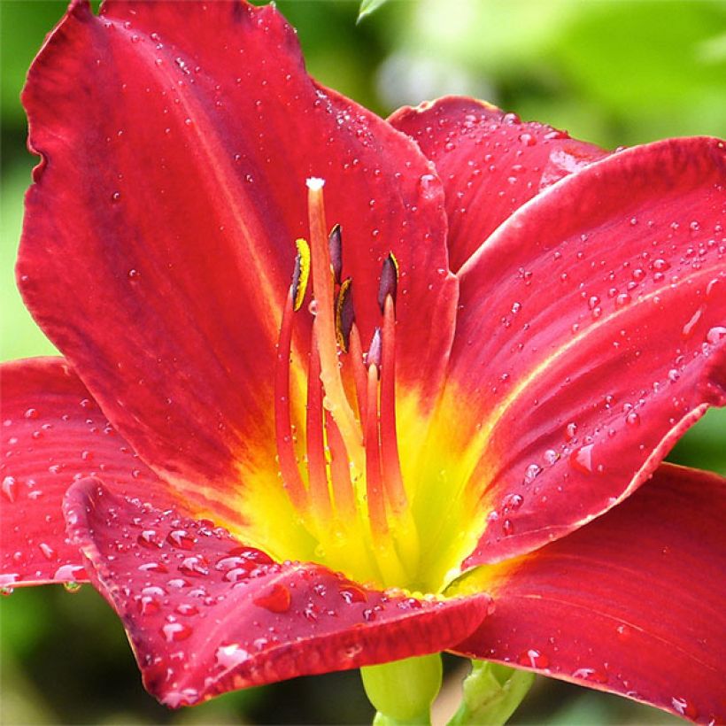 Hemerocallis Jolly Hearts - Daglelie (Flowering)