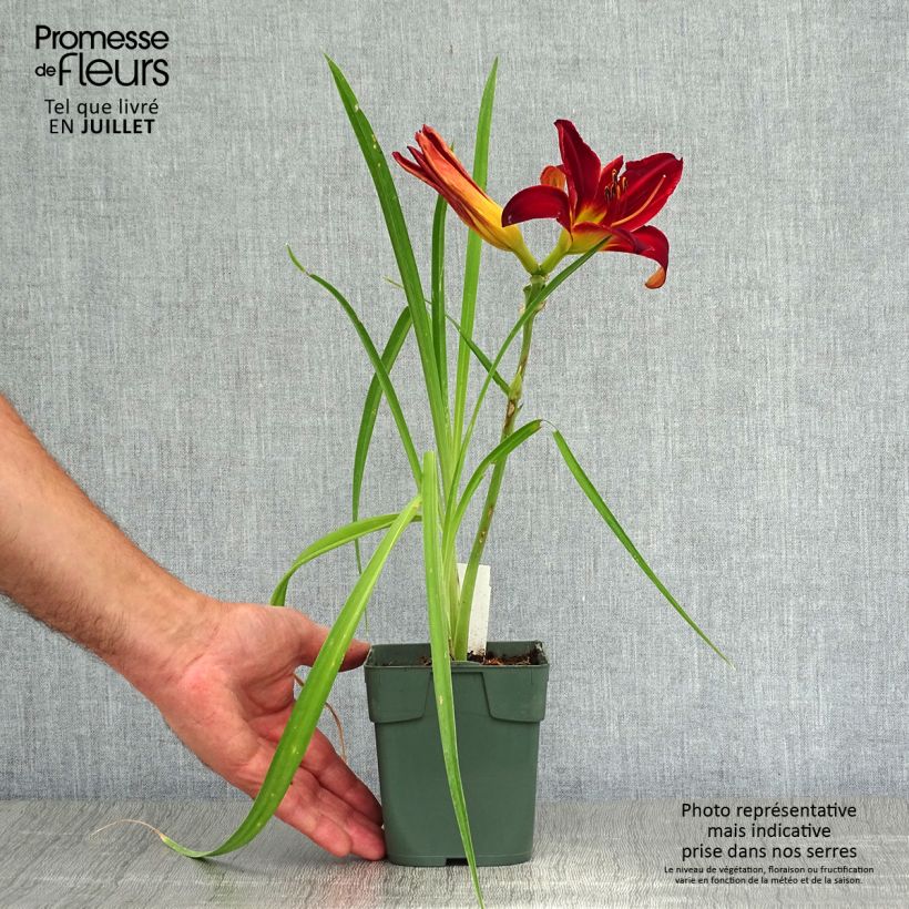 Exemplaar van Hemerocallis Jolly Hearts - Daglelie Kweekpotje van 8/9 cm zoals geleverd in de zomer