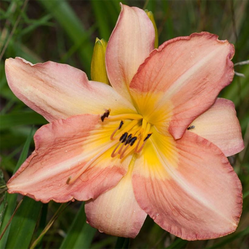 Hemerocallis Joyful Occasion - Daglelie (Bloei)