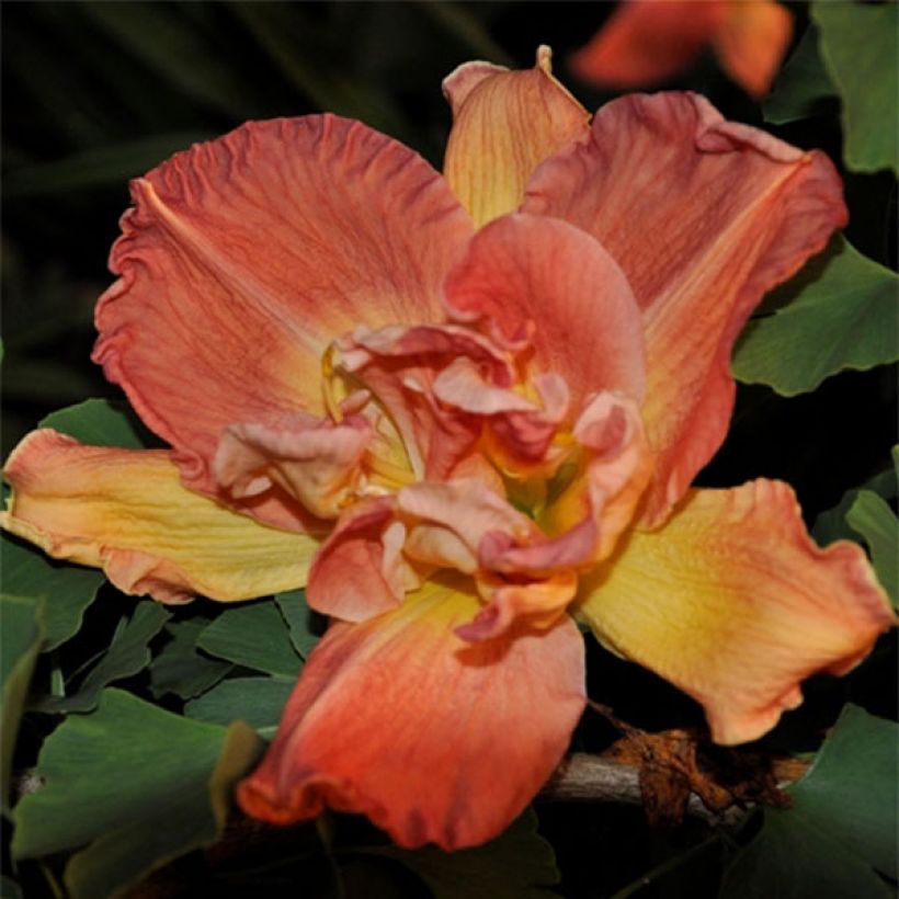 Hemerocallis Longfields Twins - Daglelie (Bloei)