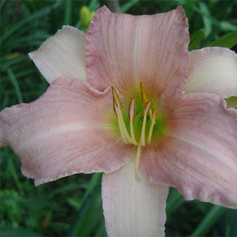 Hemerocallis Luxury Lace - Daglelie (Flowering)