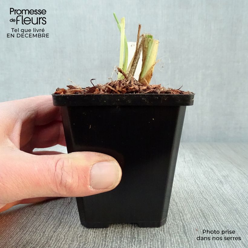 Example of Hemerocallis Luxury Lace - Daglelie Kweekpotje van 8/9 cm as you get in hiver