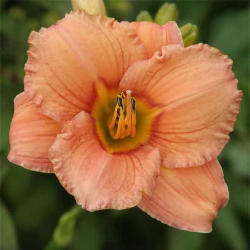 Hemerocallis Mama Cha Cha - Daglelie (Bloei)