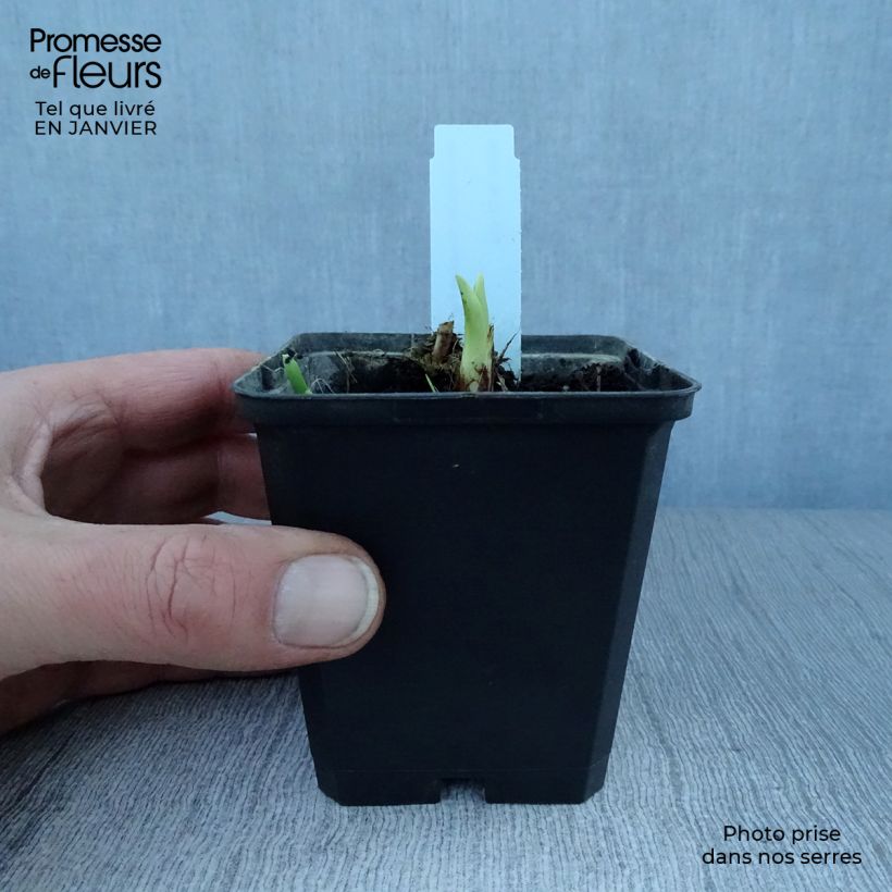 Example of Hémérocalle Margaret Perry - Lis d'un jour rouge orangé Kweekpotje van 8/9 cm as you get in hiver