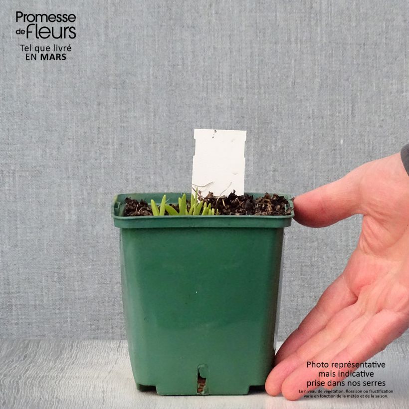 Exemplaar van Hemerocallis Mini Stella - Daglelie Pot van 1 l/1,5 l zoals geleverd in de lente