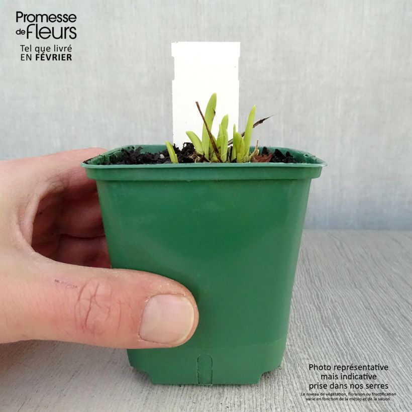 Example of Hemerocalle Mini Stella - Lis d'un jour jaune vif Kweekpotje van 8/9 cm as you get in hiver