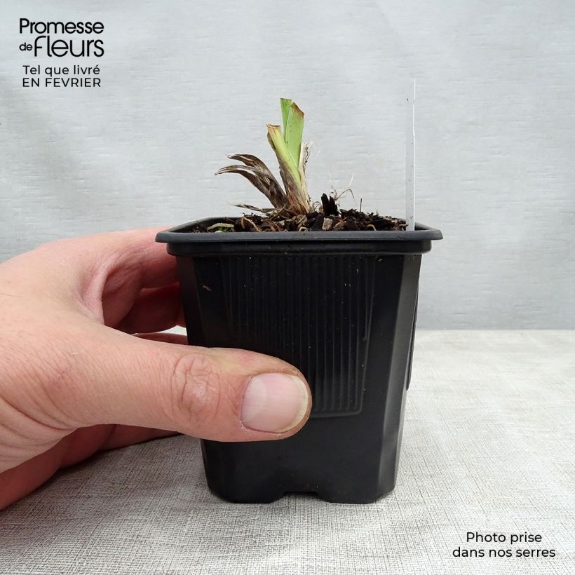 Example of Hémérocalle Moonlight Masquerade - Lis d'un jour crème et pourpre Kweekpotje van 8/9 cm as you get in hiver