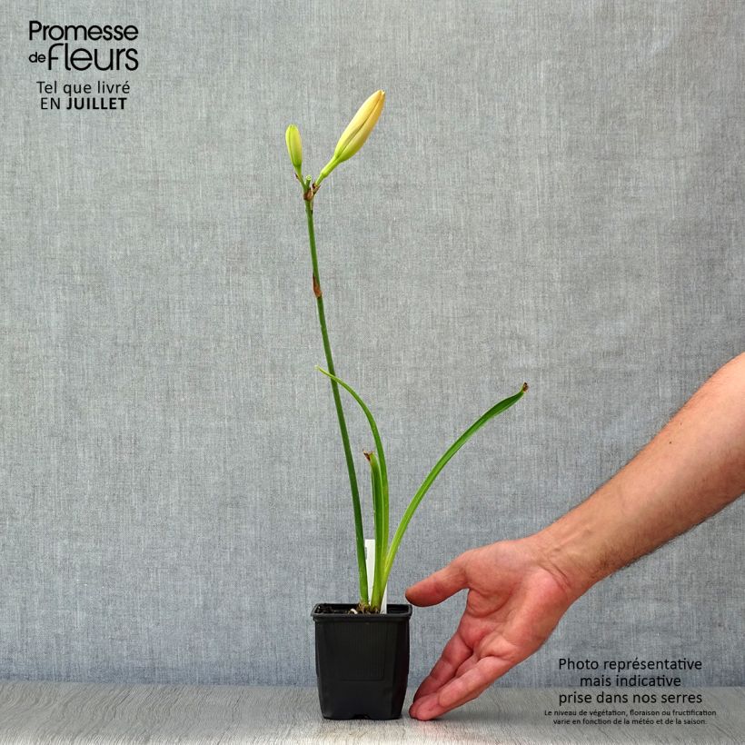 Exemplaar van Hemerocallis Moonlight Masquerade - Daglelie Kweekpotje van 8/9 cm zoals geleverd in de zomer