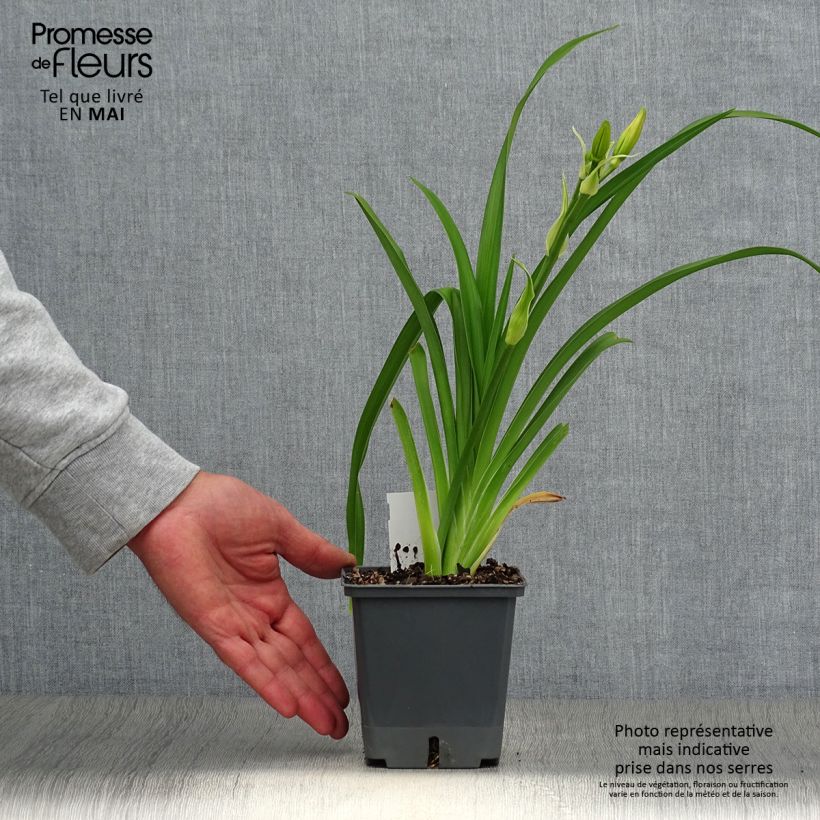 Exemplaar van Hemerocallis Nagasaki - Daglelie Pot van 1 l/1,5 l zoals geleverd in de lente
