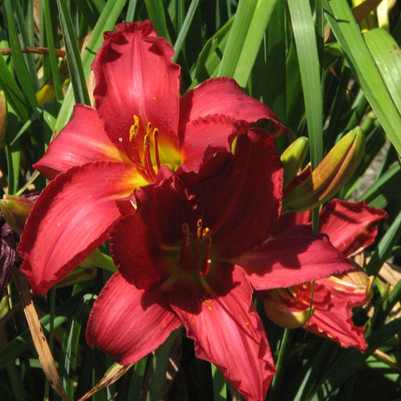 Hemerocallis New Note - Daglelie (Bloei)