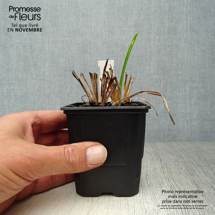 Exemplaar van Hemerocallis Neyron Rose - Daglelie Kweekpotje van 8/9 cm zoals geleverd in de herfst