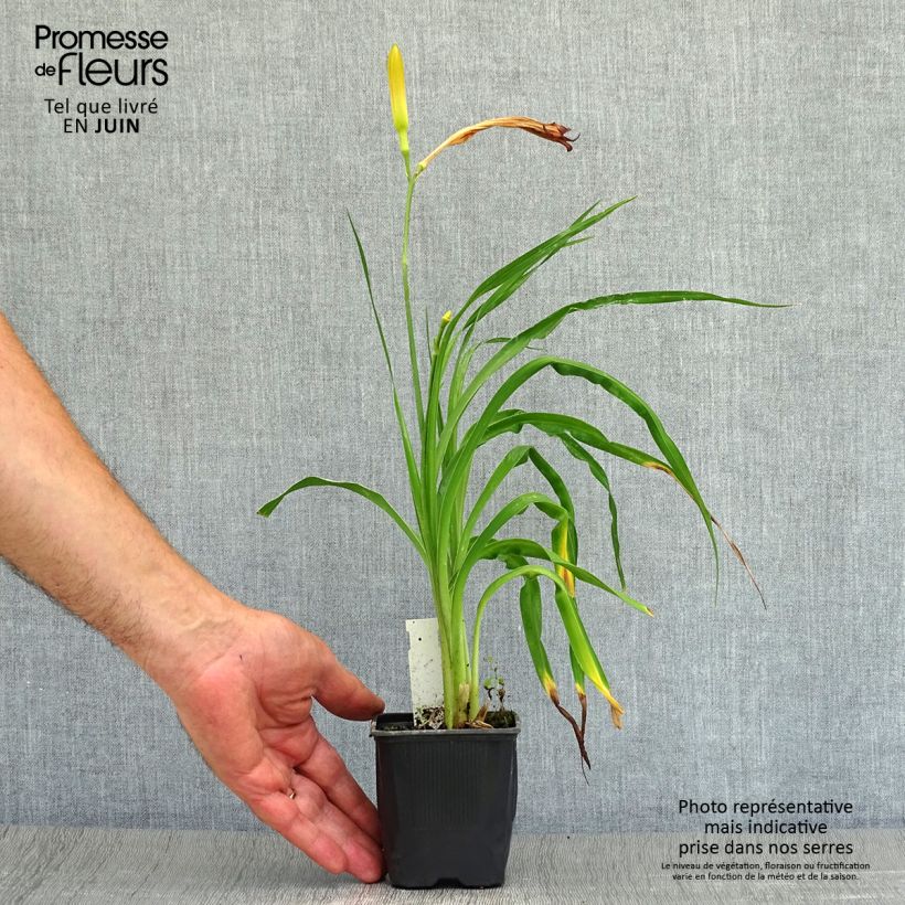 Exemplaar van Hemerocallis Neyron Rose - Daglelie Kweekpotje van 8/9 cm zoals geleverd in de zomer