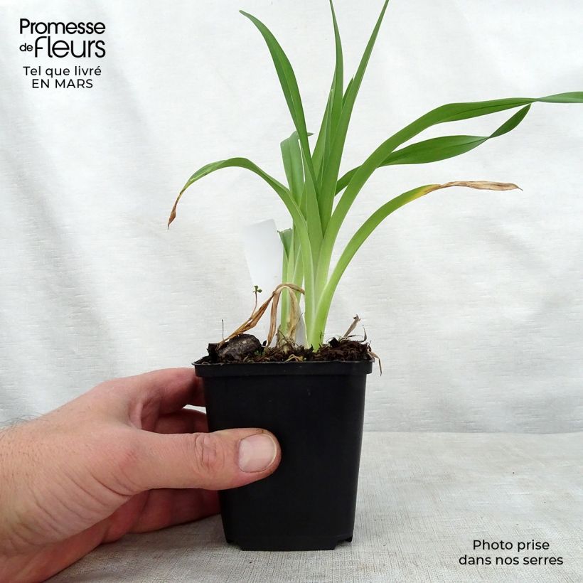 Exemplaar van Hemerocallis Night Embers - Daglelie Pot van 1 l/1,5 l zoals geleverd in de lente