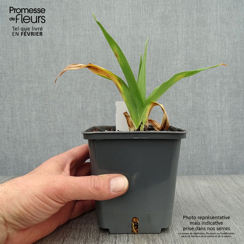 Example of Hemerocallis Night Embers - Daglelie Pot van 1 l/1,5 l as you get in hiver