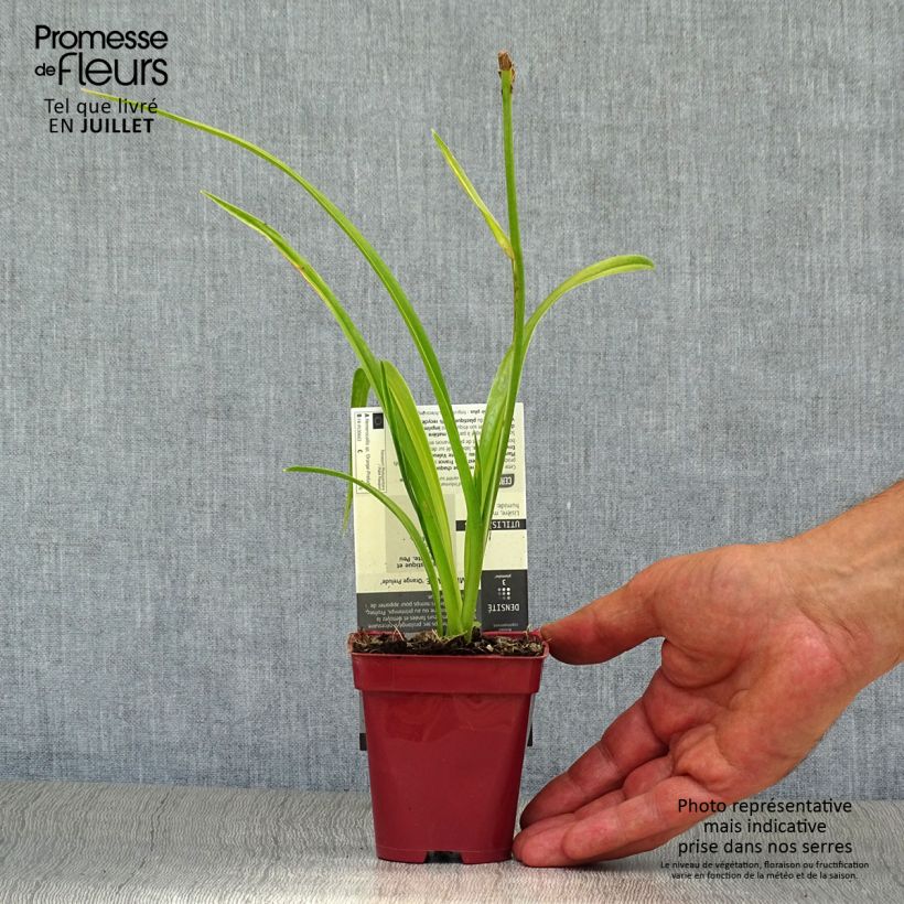 Exemplaar van Hemerocallis Orange Prelude - Daglelie Kweekpotje van 8/9 cm zoals geleverd in de zomer