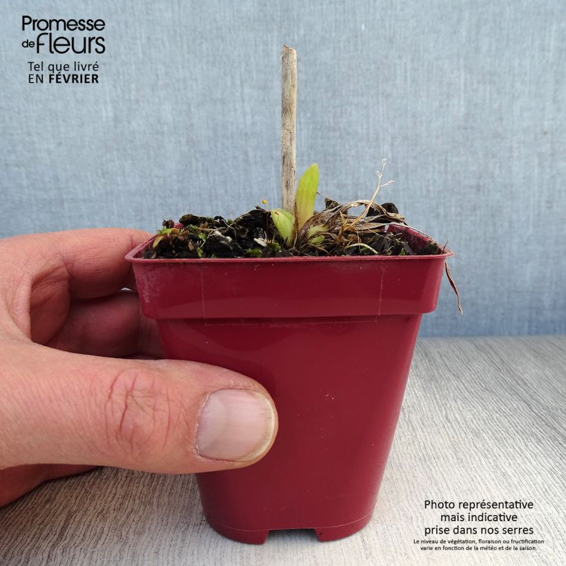 Example of Hémérocalle Orange Prelude - Lis d'un jour orange vif Kweekpotje van 8/9 cm as you get in hiver