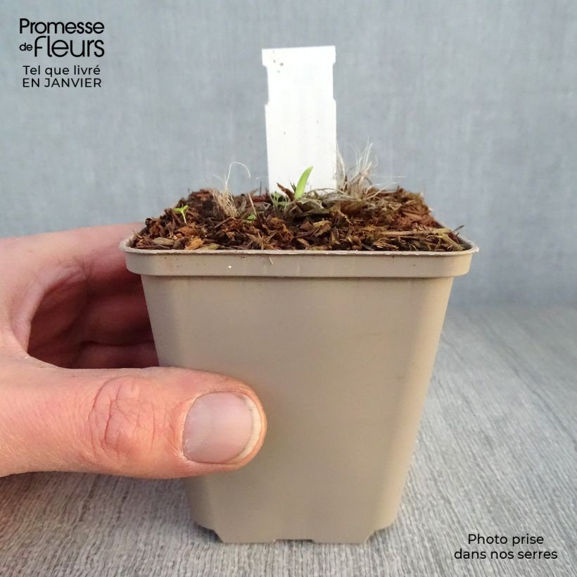 Example of Hémérocalle Pardon Me - Lis d'un jour rouge sombre. Kweekpotje van 8/9 cm as you get in hiver