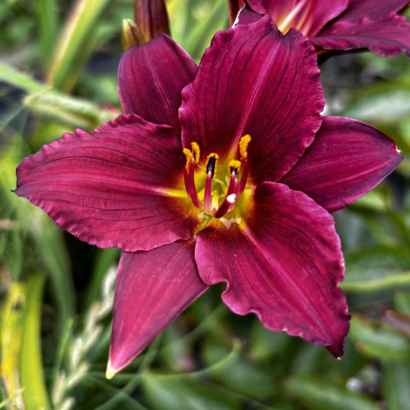Hemerocallis Pardon Me - Daglelie (Bloei)