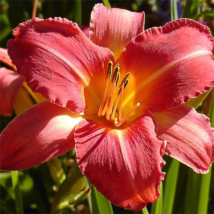 Hemerocallis Persian Market - Daglelie (Bloei)