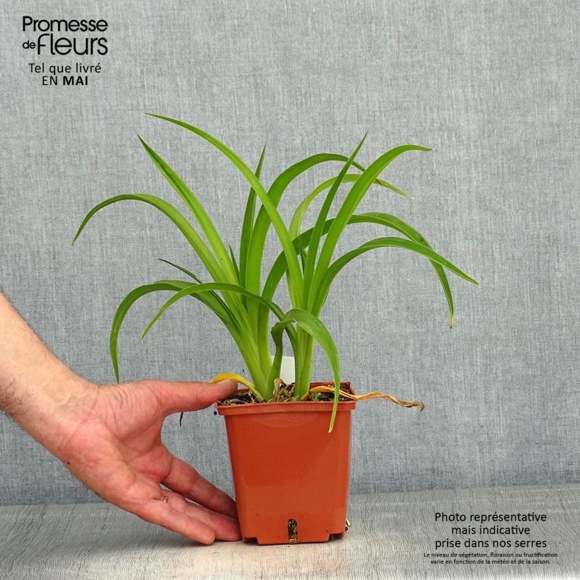 Exemplaar van Hemerocallis Piano Man - Daglelie Pot van 1 l/1,5 l zoals geleverd in de lente