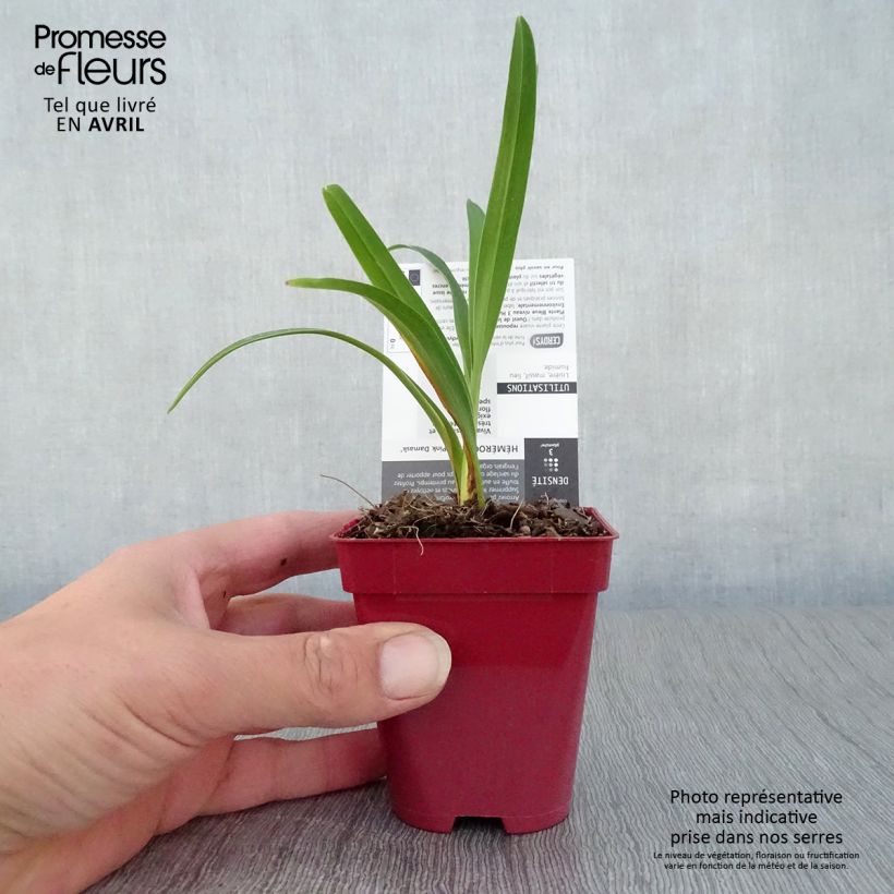 Exemplaar van Hemerocallis Pink Damask - Daglelie Kweekpotje van 8/9 cm zoals geleverd in de lente