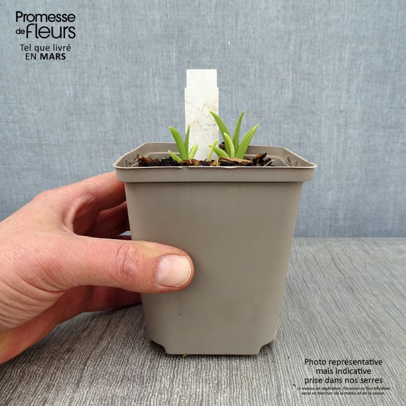 Example of Hémérocalle Prairie Blue Eyes - Lis d'un jour rose lavande à oeil mauve-bleuté. Pot van 1 l/1,5 l as you get in hiver