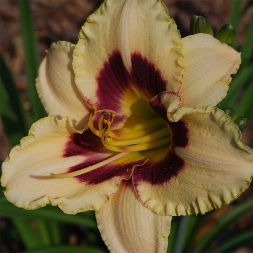 Hemerocallis Raspberry Candy - Daglelie (Flowering)