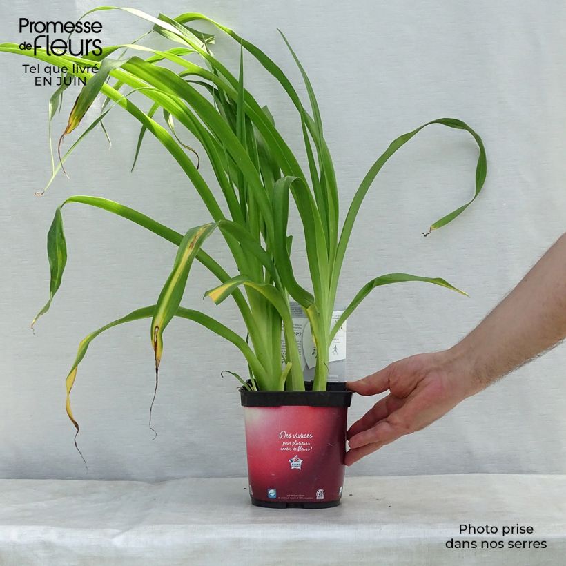 Exemplaar van Hemerocallis Red Rum - Daglelie Pot van 2 l/3 l zoals geleverd in de zomer