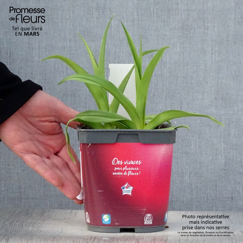 Exemplaar van Hemerocallis Red Rum - Daglelie Pot van 2 l/3 l zoals geleverd in de lente