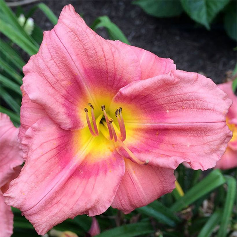 Hemerocallis Rosy Returns - Daglelie (Flowering)