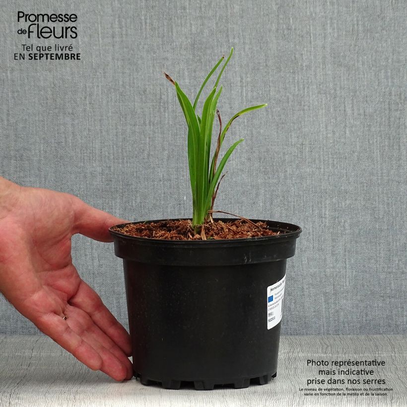 Exemplaar van Hemerocallis Rosy Returns - Daglelie Pot van 2 l/3 l zoals geleverd in de zomer