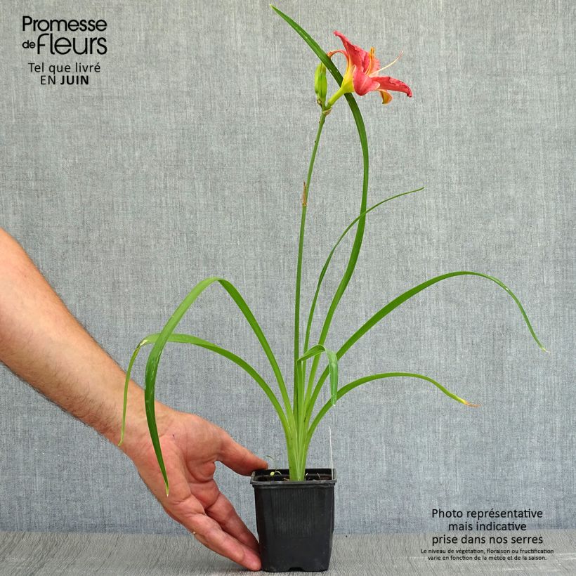 Exemplaar van Hemerocallis Rosy Returns - Daglelie Kweekpotje van 8/9 cm zoals geleverd in de zomer