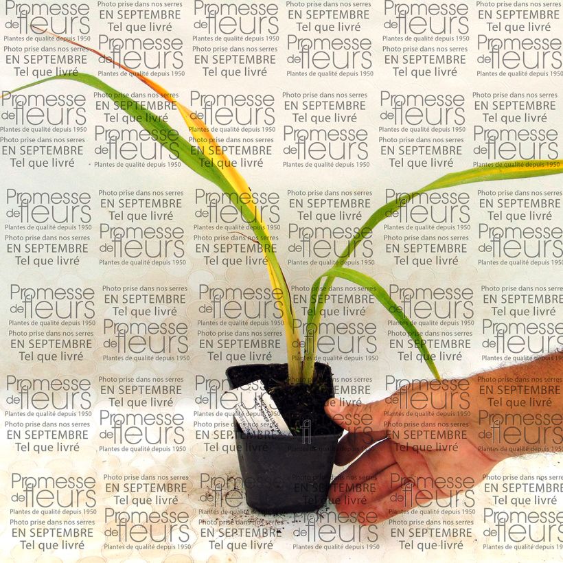 Voorbeeld van een exemplaar van Hemerocallis Ruby Spider - Daglelie Kweekpotje van 8/9 cm zoals geleverd