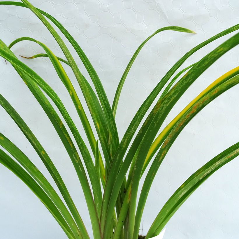 Hemerocallis Sabine Baur - Daglelie (Foliage)