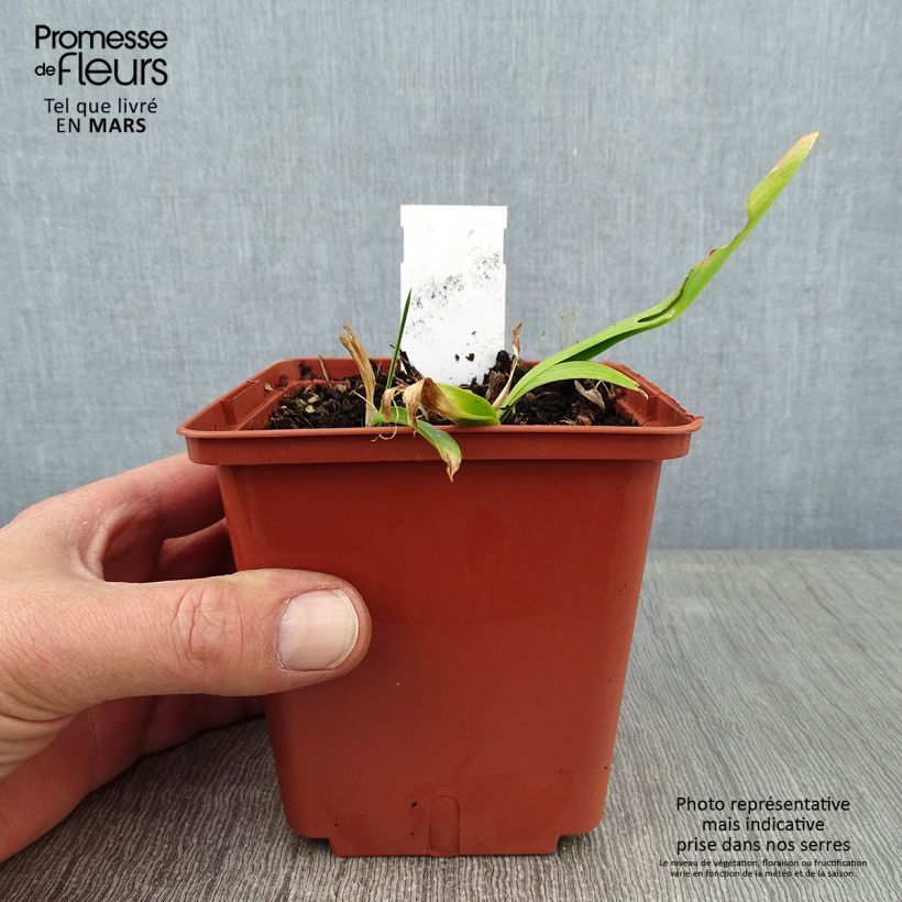 Example of Hémérocalle Sabine Baur - Lis d'un jour Pot van 1 l/1,5 l as you get in hiver