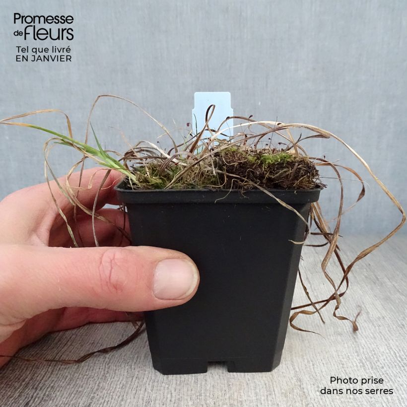 Example of Hémérocalle Sammy Russel - Lis d'un jour Kweekpotje van 8/9 cm as you get in hiver