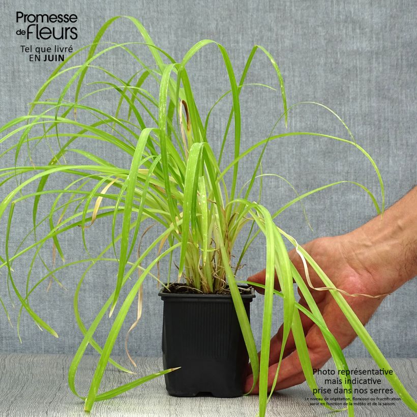 Exemplaar van Hemerocallis Sammy Russell - Daglelie Kweekpotje van 8/9 cm zoals geleverd in de zomer