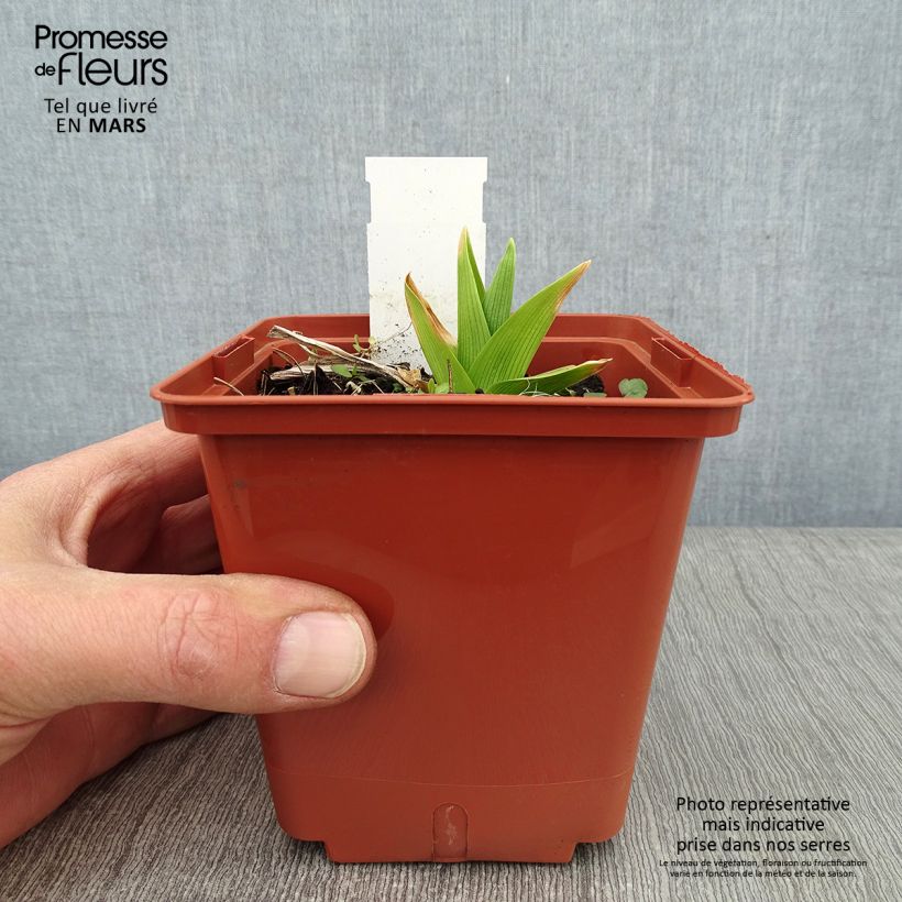 Example of Hémérocalle Siloam Double Classic Pot van 1 l/1,5 l as you get in hiver