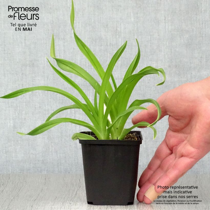 Exemplaar van Hemerocallis Siloam Jim Cooper - Daglelie Kweekpotje van 8/9 cm zoals geleverd in de lente