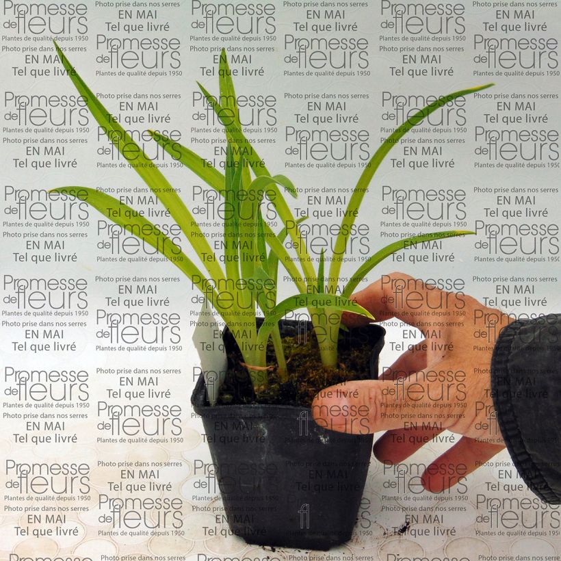 Example of Hémérocalle Siloam Ribbon Candy - Lis d'un jour rose pourpré tendre et lie de vin. Kweekpotje van 8/9 cm as you get