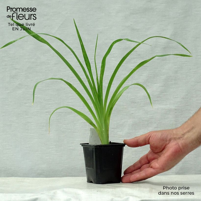 Exemplaar van Hemerocallis Snowy Apparition - Daglelie Kweekpotje van 8/9 cm zoals geleverd in de zomer