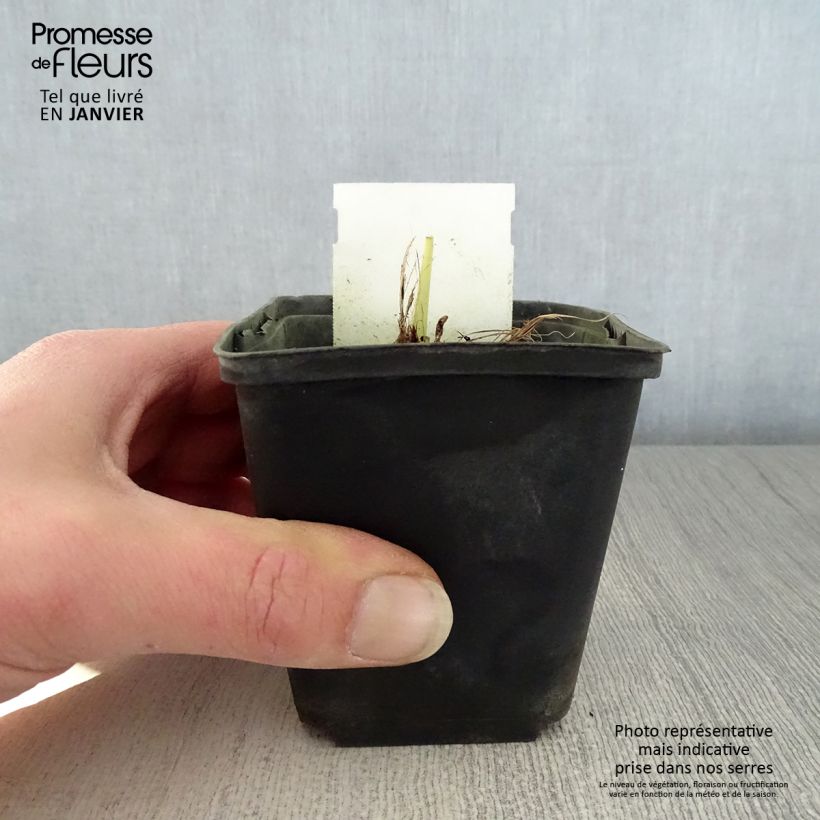 Example of Hémérocalle Snowy Apparition - Lis d'un jour blanc ivoire à saumoné Kweekpotje van 8/9 cm as you get in hiver